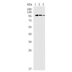 INPP4B rabbit monoclonal antibody