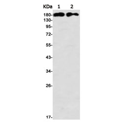 IQGAP2 rabbit monoclonal antibody