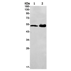 IRAK4 rabbit monoclonal antibody
