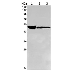 IRF1 rabbit monoclonal antibody