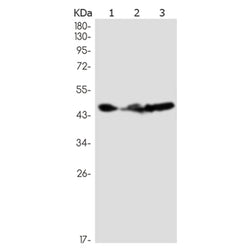 IRF3 rabbit monoclonal antibody