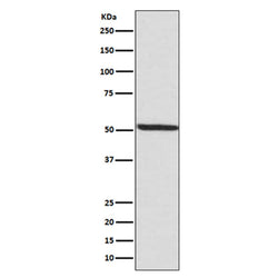 IRF3 (phospho-Ser386) rabbit monoclonal antibody
