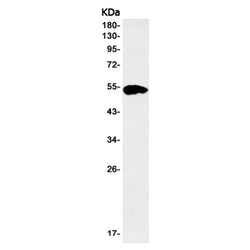 IRF7 rabbit monoclonal antibody