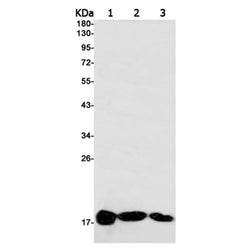 ISG15 rabbit monoclonal antibody
