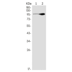 ITCH rabbit monoclonal antibody