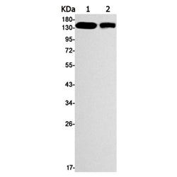 ITGA5 rabbit monoclonal antibody