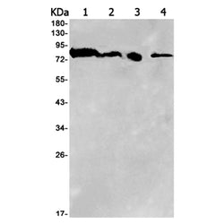 ITGB2 (phospho-Ser745) rabbit monoclonal antibody