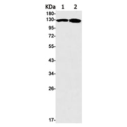 JAK2 rabbit monoclonal antibody