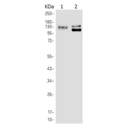 JAK2 (phospho-Tyr1007/1008) rabbit monoclonal antibody