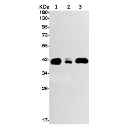 JUN (phospho-Ser63) rabbit monoclonal antibody