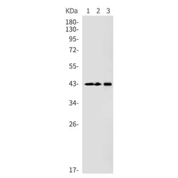JUN rabbit monoclonal antibody