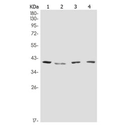 JUN/JUND (phospho-Ser73/Ser100) rabbit monoclonal antibody