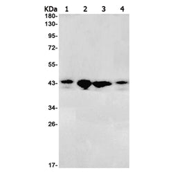 JUNB rabbit monoclonal antibody