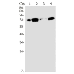 KAT7 rabbit monoclonal antibody