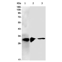 KCTD21 rabbit monoclonal antibody