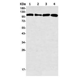 KDM1A rabbit monoclonal antibody