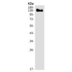KDM2A rabbit monoclonal antibody