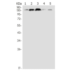 KDM4A rabbit monoclonal antibody