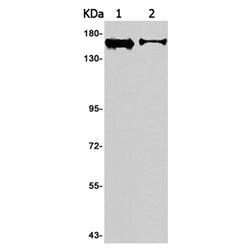 KDM4B rabbit monoclonal antibody