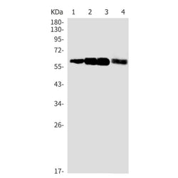 KEAP1 rabbit monoclonal antibody