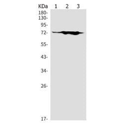KIF22 (phospho-Ser427) rabbit monoclonal antibody