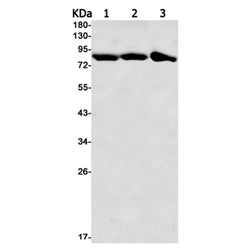 KIF2C rabbit monoclonal antibody