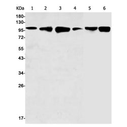 KIF5B rabbit monoclonal antibody