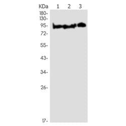KIFAP3 rabbit monoclonal antibody