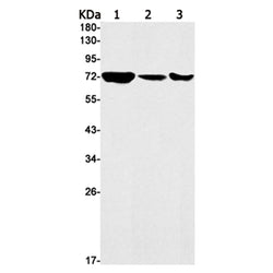 KIFC1 rabbit monoclonal antibody