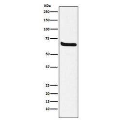 KL rabbit monoclonal antibody