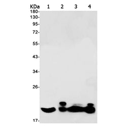 KLLN rabbit monoclonal antibody