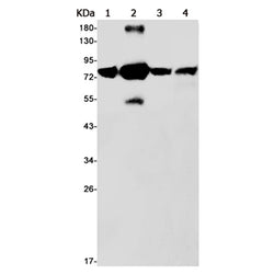 KRIT1 rabbit monoclonal antibody