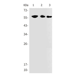 KRT10 rabbit monoclonal antibody