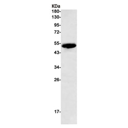 KRT7 rabbit monoclonal antibody
