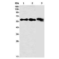 KRT9 rabbit monoclonal antibody