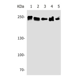 LAMC1 rabbit monoclonal antibody