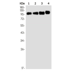 LAMP2 rabbit monoclonal antibody