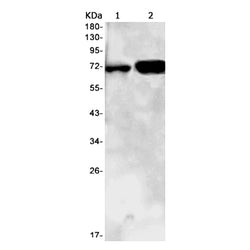 LBR rabbit monoclonal antibody