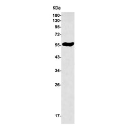 LCK rabbit monoclonal antibody
