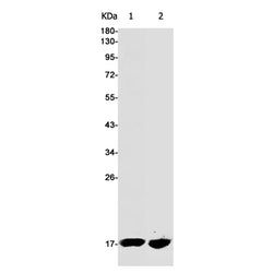 LGALS1 rabbit monoclonal antibody