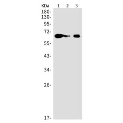 LGALS3BP rabbit monoclonal antibody