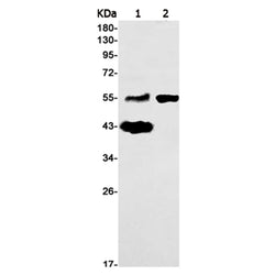 LGMN rabbit monoclonal antibody