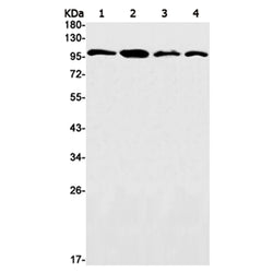 LGR6 rabbit monoclonal antibody