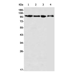 LIG1 rabbit monoclonal antibody