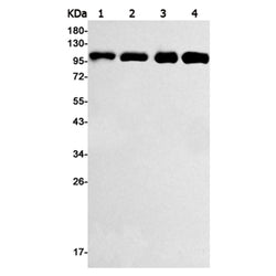 LIG4 rabbit monoclonal antibody