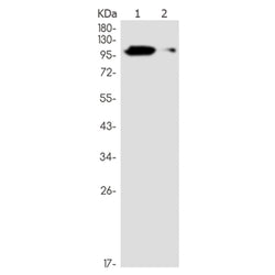 LILRB1 rabbit monoclonal antibody