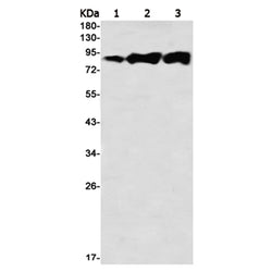 LIPE (phospho-Ser855) rabbit monoclonal antibody