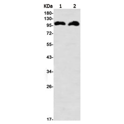 LLGL1 rabbit monoclonal antibody