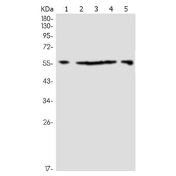LMAN1 rabbit monoclonal antibody