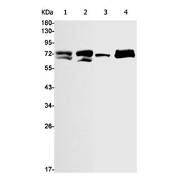 LMNA rabbit monoclonal antibody